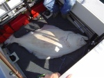 Big halibut