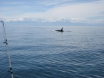 Orca south of Lopez in the San Juans