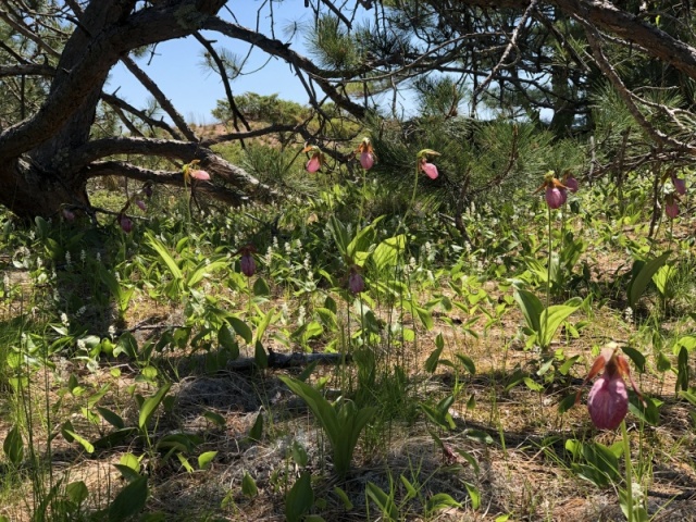 Julian Bay Hike Lady Slipper Orchids