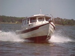 Otter underway,Great Wicomico River, Virginia