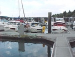 Daydream, Bambina and Anna Leigh - On Dock Roger and Probably Pat, Brock on Bambina