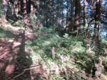 A trail thru the rainforest in SE Ak