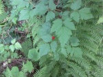 Salmon berry bush.  They are edible.