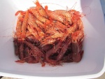 Spot prawns and coonstripe shrimp caught near Shawl Bay, BC, Canada