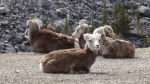 Stone Sheep