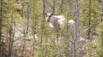 Caribo near Munchu Lake, Alaska Highway.