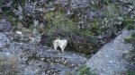 Mountain goat on cliffs above Lynn Canal.