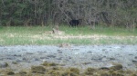 Black bear & wolf North Finger Bay, Glacier Bay