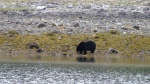 Very large & fat black bear not long out of hibernation, Glacier Bay
