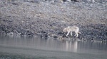 This is the 2nd wolf we saw in North Finger Bay