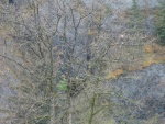 Two eagles & a nest amid early spring foliage.