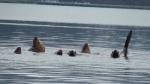 Sea lions in water close to their rookeries.