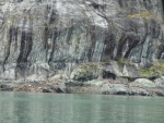 Large rookerie of sea lions near John Hopkins Glacier.
