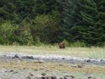 Large male grizzly bear Glacier Bay
