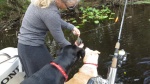 Not much of a fish but the dogs don\'t care. Each one is an event!