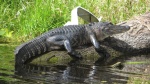 One of the biggest gators we saw