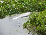 This manatee was really gorging himself