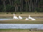 White pelicans