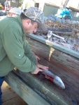 (Cygnet) Our host at the duck club, John (dinner belle II) fillets fish