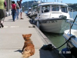 Sausalito
Rusty guarding Dora~Jean