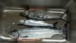 My first salmon.  Two silvers & a small pink.