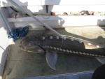 Monster sturgeon being held down so we can measure him