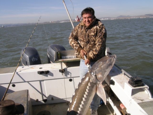 7-1/2 foot sturgeon...before being tossed back over the side