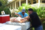 Dan and Marc pig wrangle