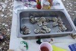 Oysters