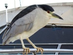 Black crowned Night Heron, Nycticorax nycticorax