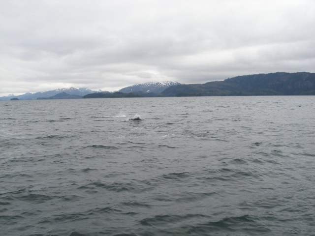 Dall Porpoise - playing with the bow wave