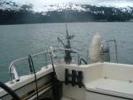 Trolling in Passage Canal - Whittier Alaska in background.