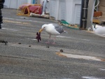 Stealing a piece of the starfish and pineapple pizza.