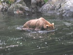 Alaska Brown Bear