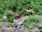 Alaska Brown Bear & cubs