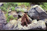 Alaska Brown Bear mother & cub