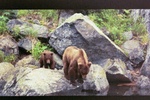 Brown bear mother & cub