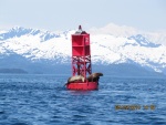 Sea Lions Lone Is Buoy