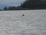 Harbor Seal Olsen Island