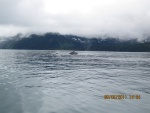 Humpbacks Shotgun Cove 28 MM Lens