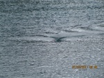 Salmon Shark Cruising on Surface