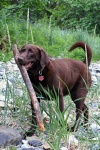 Abby retrieves a stick for anyone willing to throw one.
