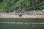 7-7-08      Brown Bear in Lizianski Inlet