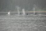 Orcas in Lizianski Inlet