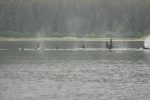 more orcas