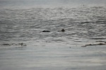 Sea Otters at Inian Pass