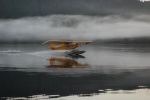 Local Thorne Bay plane beating the fog