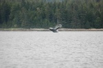 Whales at Snow Pass in route to Thorne Bay