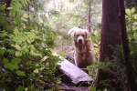 Dawson checked out the bogs @ Shearwater