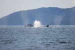 Whales at entrance to Glacier Bay